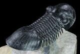 Paralejurus Trilobite Fossil - Flying Preparation #169668-4